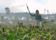 Petani Kentang Dieng Terancam Gagal Panen, Embun Es Rusak Tanaman Sebelum Masa Panen
