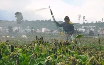 Petani Kentang Dieng Terancam Gagal Panen, Embun Es Rusak Tanaman Sebelum Masa Panen