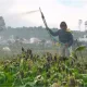 Petani Kentang Dieng Terancam Gagal Panen, Embun Es Rusak Tanaman Sebelum Masa Panen