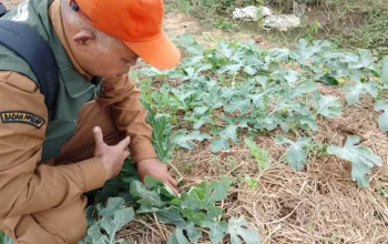 Petani semangka Sumpiuh mengendalikan serangan ulat grayak di lahan semangka Desa Nusadadi Banyumas