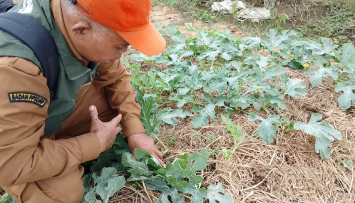 Petani Semangka Sumpiuh Rela Ronda Tengah Malam Lawan Serangan Ulat Grayak