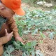 Petani Semangka Sumpiuh Rela Ronda Tengah Malam Lawan Serangan Ulat Grayak