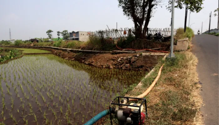 Dinpertan Banyumas Akui 136 Titik Irigasi Pompa Belum Mampu Atasi Kekeringan Lahan Pertanian