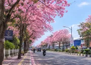 Purwokerto Rasa Jepang! Tabebuya Lagi Mekar, Cocok Buat Jalan-Jalan Akhir Pekan