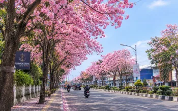 Purwokerto rasa Jepang dengan bunga Tabebuya Pink di jalan kota