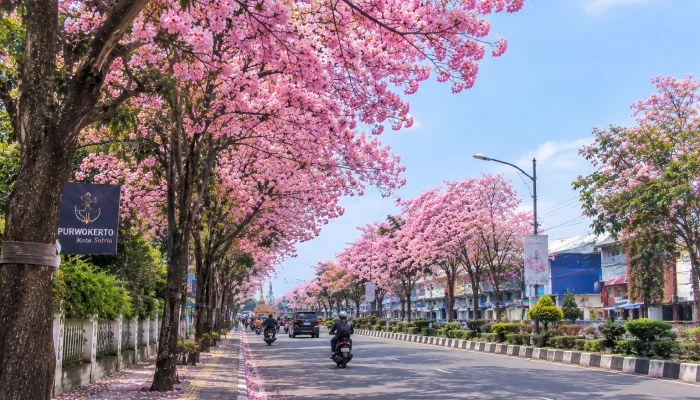 Purwokerto Rasa Jepang! Tabebuya Lagi Mekar, Cocok Buat Jalan-Jalan Akhir Pekan