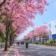 Purwokerto rasa Jepang dengan bunga Tabebuya Pink di jalan kota