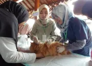 Vaksinasi Rabies Banyumas: 3 Kucing Kesayangan Rubi Akhirnya Dapat Suntikan Gratis