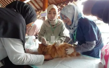 vaksinasi rabies Banyumas gratis untuk kucing dan anjing
