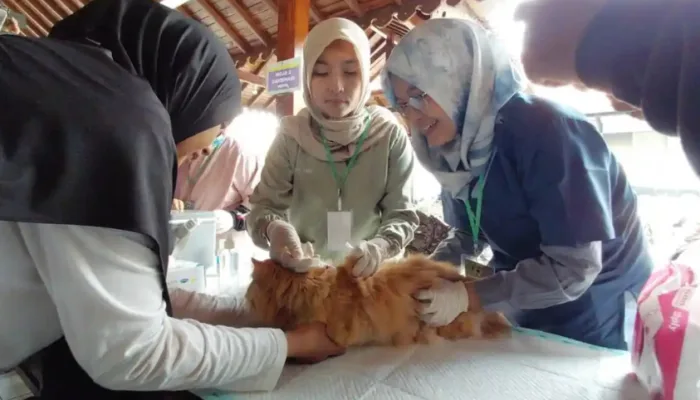 Vaksinasi Rabies Banyumas: 3 Kucing Kesayangan Rubi Akhirnya Dapat Suntikan Gratis