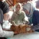 vaksinasi rabies Banyumas gratis untuk kucing dan anjing
